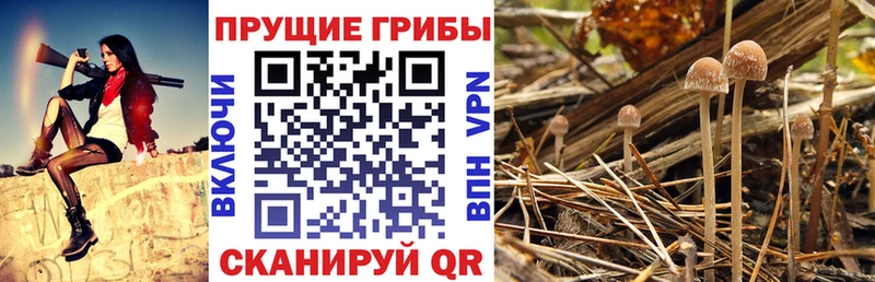 магазин продажи наркотиков  Усинск  Галлюциногенные грибы Psilocybine cubensis 